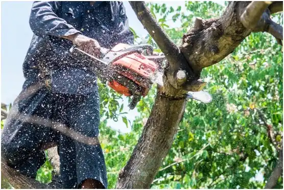 tree services Troutville
